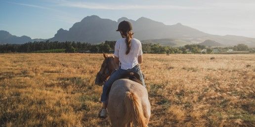 CBD & HORSES