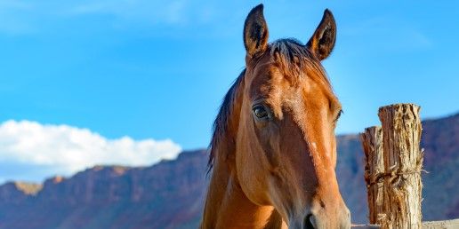 CBD & HORSES: COLIC