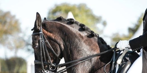 CBD & HORSES: DESMITIS