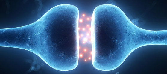 CANNABINOID RECEPTORS