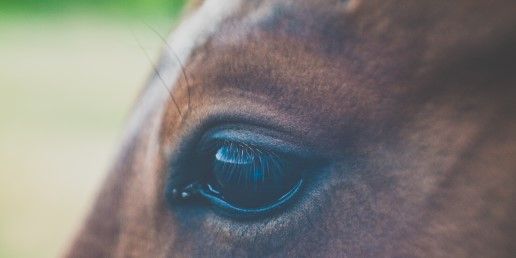 CBD & HORSES: SUPPORTING IMMUNE FUNCTION 
